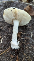Amanita junquillea