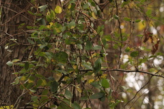 Lonicera japonica