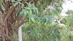Senna corymbosa