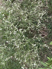 Parthenium hysterophorus