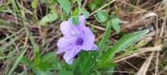 Ruellia simplex