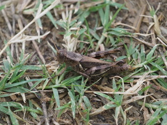 Melanoplus ponderosus