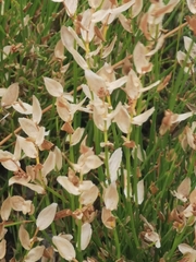 Elegia filacea