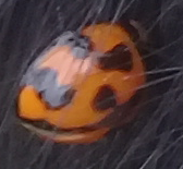 Coelophora inaequalis