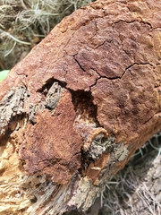 Fomitiporia punctata