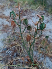 Albuca