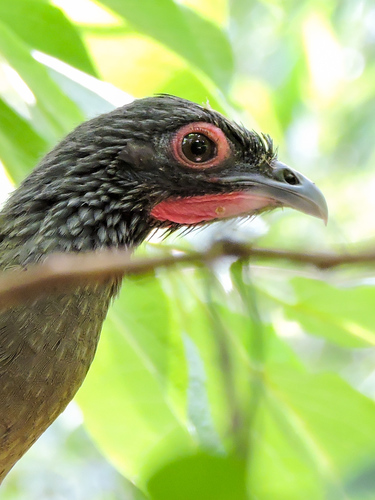 West Mexican Chachalaca