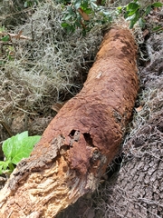 Fomitiporia punctata