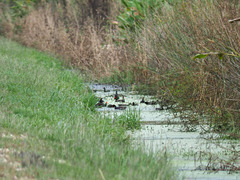 Gallinula galeata