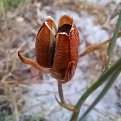 Albuca