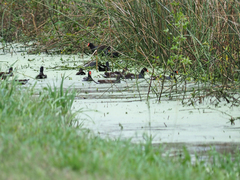 Gallinula galeata
