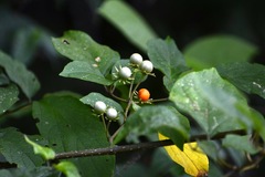 Lycianthes lenta