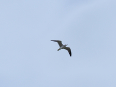Larus fuscus