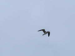 Larus fuscus