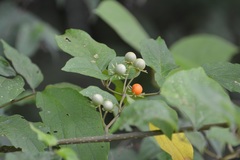 Lycianthes lenta