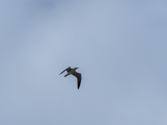 Larus fuscus