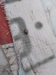 Zygogramma piceicollis