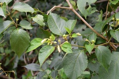 Lycianthes sideroxyloides