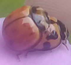 Coelophora inaequalis