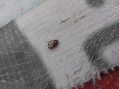 Zygogramma piceicollis