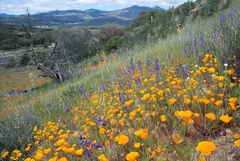 Eschscholzia californica californica