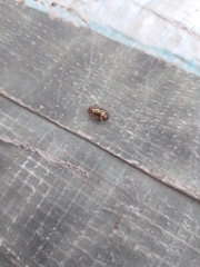 Zygogramma piceicollis