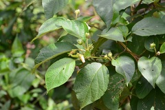 Lycianthes sideroxyloides
