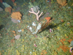 Parazoanthus capensis