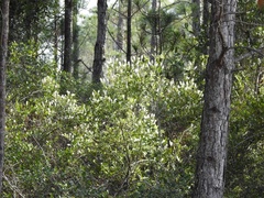 Cliftonia monophylla