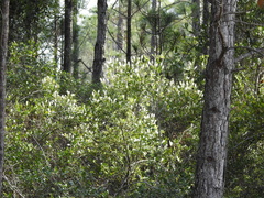 Cliftonia monophylla