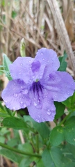Ruellia simplex