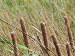 Typha domingensis