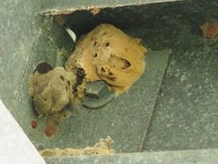 Sceliphron caementarium