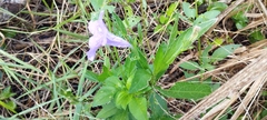 Ruellia simplex
