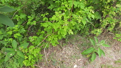 Rubus idaeus