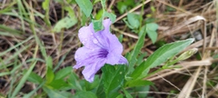 Ruellia simplex