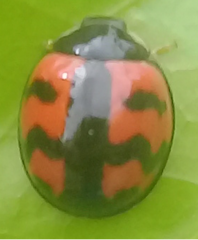 Cheilomenes sexmaculata