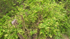 Vachellia aroma