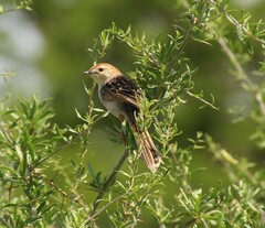 Cisticola tinniens