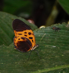 Heliconius numata