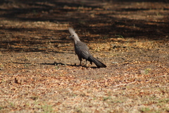 Corythaixoides concolor bechuanae