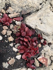 Crassula atropurpurea