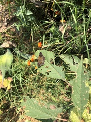 Anthanassa texana texana