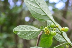 Physalis campechiana