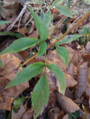 Zizia aurea