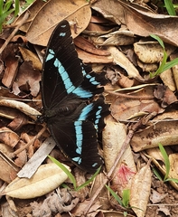 Papilio nireus lyaeus