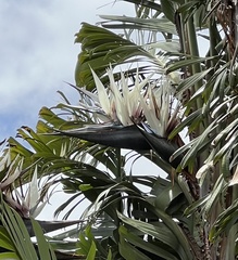 Strelitzia nicolai