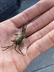 Pyromaia tuberculata