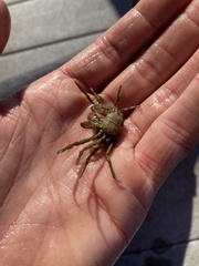 Pyromaia tuberculata