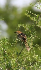 Cisticola tinniens